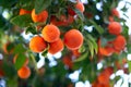 Orange tree with ripe fruits. Tangerine. Branch of fresh ripe oranges with leaves in sun beams. Satsuma tree picture Royalty Free Stock Photo