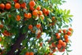 Orange tree with ripe fruits. Tangerine. Branch of fresh ripe oranges with leaves in sun beams. Satsuma tree picture Royalty Free Stock Photo