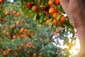 Orange tree with ripe fruits. Tangerine. Branch of fresh ripe oranges with leaves in sun beams. Satsuma tree picture Royalty Free Stock Photo