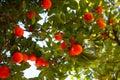 Orange tree with ripe fruits. Tangerine. Branch of fresh ripe oranges with leaves in sun beams. Royalty Free Stock Photo