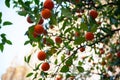 Orange tree with ripe fruits. Tangerine. Branch of fresh ripe oranges with leaves in sun beams Royalty Free Stock Photo