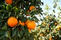 Orange tree with ripe orange fruit Royalty Free Stock Photo