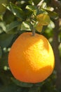 Orange tree with ripe orange fruit Royalty Free Stock Photo