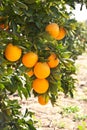 Orange tree with ripe orange fruit Royalty Free Stock Photo