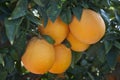 Orange tree with ripe orange fruit Royalty Free Stock Photo
