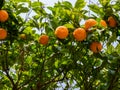 Orange tree with ripe oranges fruits in sunlight. Bottom view Royalty Free Stock Photo