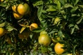 Orange tree with ripe oranges on a sunny day in Sicily, Italy. Royalty Free Stock Photo