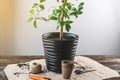 Orange tree with roots in the ground in the form of a pot. Preparing the plant for transplanting into the ground