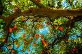 Orange tree in Seville Spain