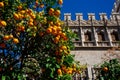 Orange tree with the Silk Exchange building