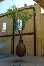 Orange tree in stone vessel levitating in the courtyard at old c