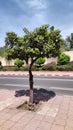 orange tree on the street of Marrakech Royalty Free Stock Photo