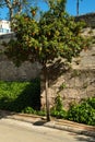 Orange tree on a street in Valencia, Spain,Europe Royalty Free Stock Photo