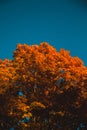 Orange Tree Top Blue Sky daytime