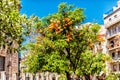 Orange Tree on Town Square in Valencia Spain Royalty Free Stock Photo
