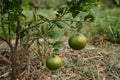 Orange tree with twin orange 1year old.