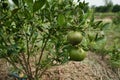 Orange tree with orange 1year old.