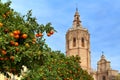 Orange tree and Valencia Cathedral. Royalty Free Stock Photo