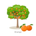 Orange tree vector illustration in flat design isolated on white background, farming concept, tree with fruits and big Royalty Free Stock Photo