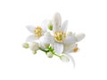 Orange tree white flowers and buds bunch isolated on white Royalty Free Stock Photo