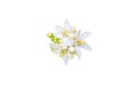 Orange tree white flowers and buds bunch isolated on white. Transparent png additional format Royalty Free Stock Photo