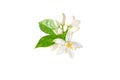 Orange tree white flowers bunch with water drops isolated on white Royalty Free Stock Photo