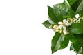Orange tree white fragrant flowers and buds isolated on white Royalty Free Stock Photo