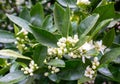 Orange tree white fragrant flowers and buds after spring rain. Azahar blossom