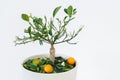 Orange tree Royalty Free Stock Photo