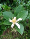 Orange tree with whiten blooming flower