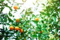 Orange tree with whole fruits. Fresh oranges on branch with green leaves, sunlight effect. Summer concept. Copy space Royalty Free Stock Photo