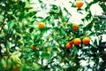 Orange tree with whole fruits. Fresh oranges on branch with green leaves, sunlight effect. Summer concept. Copy space Royalty Free Stock Photo
