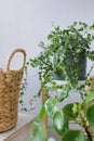 orange tree in wicker basket. citrus fruits grow on branches. ripe fruits of orange tangerines.