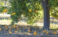 Orange tree in a wild garden Royalty Free Stock Photo