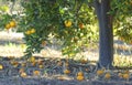 Orange tree in a wild garden