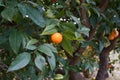 Orange trees in a citrus garden in Spain Royalty Free Stock Photo