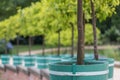 Orange trees in the fuerst pueckler park in bad muskau Royalty Free Stock Photo