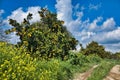 Orange trees full of oranges in a neglected orchard Royalty Free Stock Photo