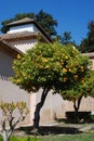 Orange trees in garden, Andalusia, Spain.