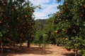 Orange trees garden with many fruits, Spain