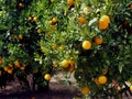 Orange trees garden with many fruits