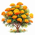 Marigold Tree Sketch: Detailed Shading In Watercolor Illustration