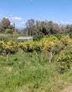 Orange trees in Andalusia