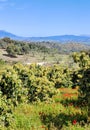 Orange trees in Andalusia