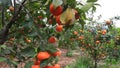 Orange trees with many fruits in the garden