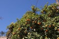 Orange trees in Marrakech Royalty Free Stock Photo