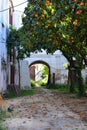 Orange trees in an old abandoned garden