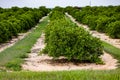 Orange trees orchard, farm Lake Wales area Florida USA