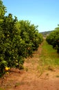 Orange trees plantation Royalty Free Stock Photo