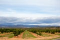 Orange trees plantation Royalty Free Stock Photo